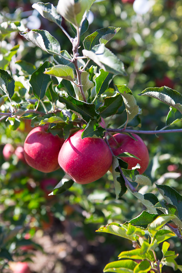 michigan apple orchards