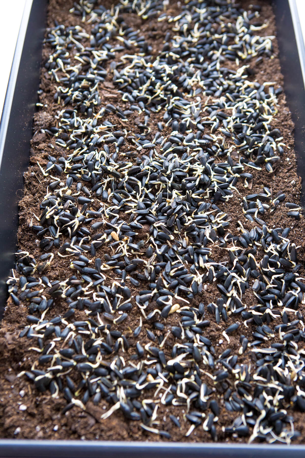 How to Grow Sunflower Sprouts A Zesty Bite