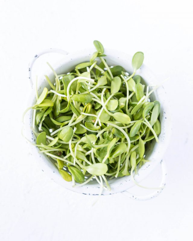 grow sunflower sprouts