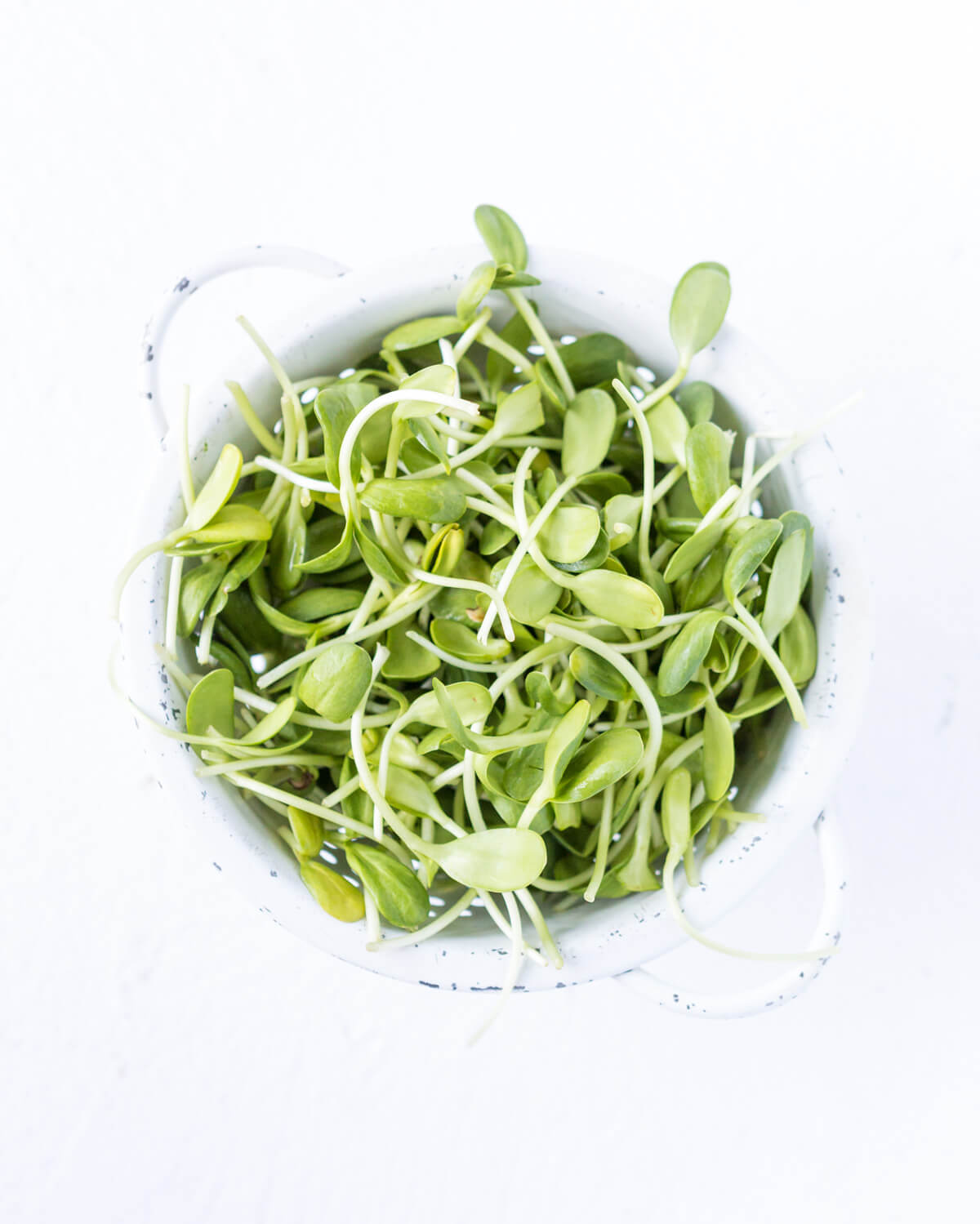 How to Grow Sunflower Sprouts A Zesty Bite